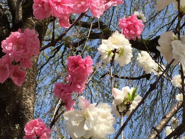 桃の花?_秩父清雲寺のしだれ桜