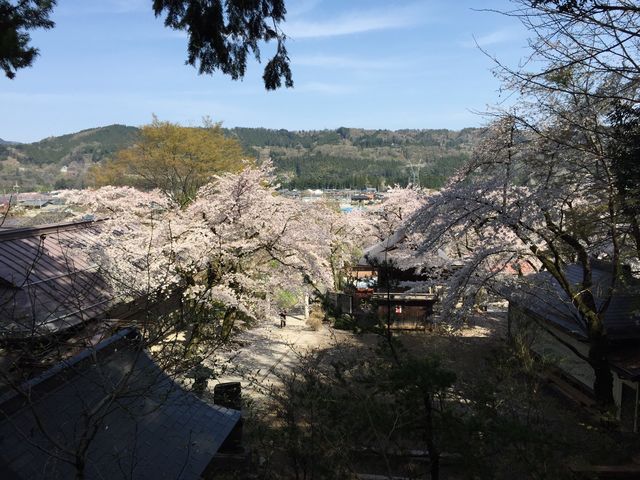 満開を過ぎたころだったが美しい景色_秩父清雲寺のしだれ桜