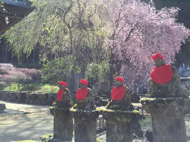 しっとりとした雰囲気_秩父清雲寺のしだれ桜