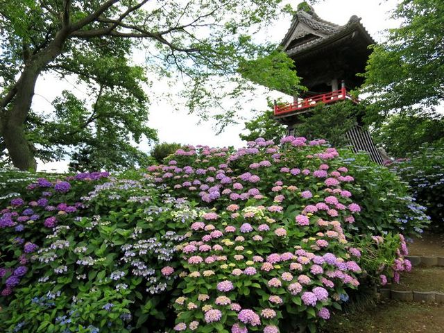 旅するウサギさんのあじさい(能護寺)の投稿写真1