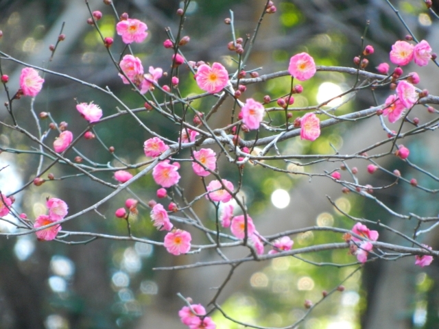 梅_県立四季の森公園