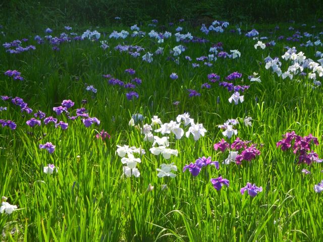 菖蒲園(2015年6月)_県立四季の森公園
