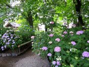 旅するウサギさんのあじさい(能護寺)の投稿写真2