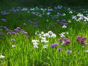 SGさんの県立四季の森公園の投稿写真3