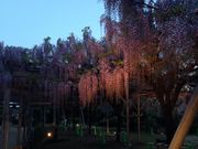 まめこさんの山田の藤の投稿写真1