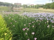 まさやんさんの白鷺公園 ハナショウブ園の投稿写真1
