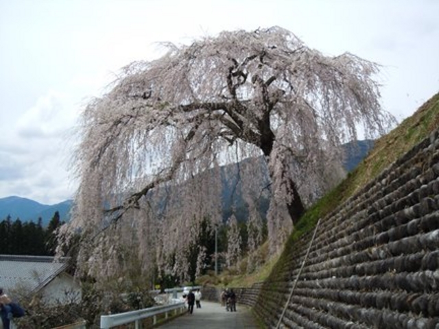 北側から見た「四美のしだれ桜」_四美のしだれ桜