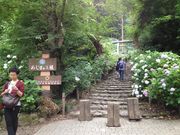 t-moriさんの太平山のあじさいの投稿写真1