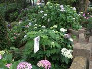 t-moriさんの太平山のあじさいの投稿写真2