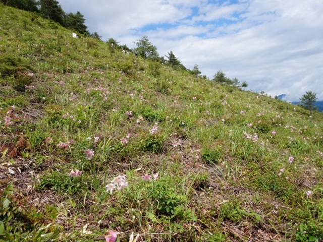 沢山のヒメサユリが咲いてました。_ひめさゆり群生地