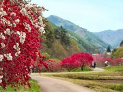 ジョンさんの余里(より)の一里花桃の投稿写真1