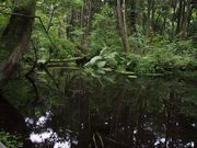 いっちゃんさんの杉沢の沢スギの投稿写真1