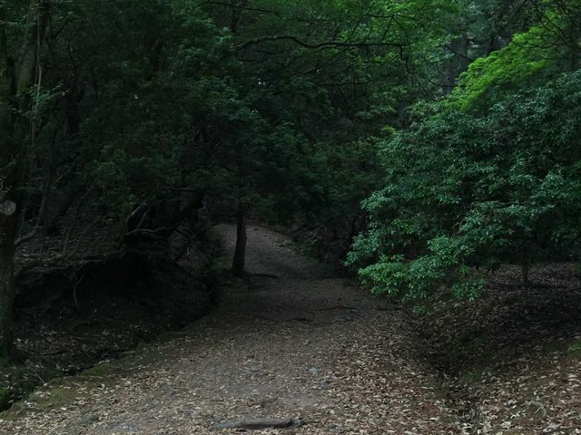 山道_ささやきの小径(奈良公園内)