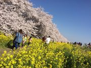 eriさんの熊谷桜堤の桜の投稿写真2