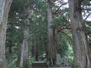 いわぴいさんの熊野神社の老杉群の投稿写真1