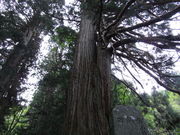 いわぴいさんの熊野神社の老杉群の投稿写真2