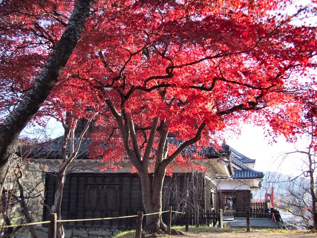 紅葉の上田城。
ケヤキ並木の紅葉の写真は探したけれどありませんでした。
今度、撮って来ます。_上田城跡公園