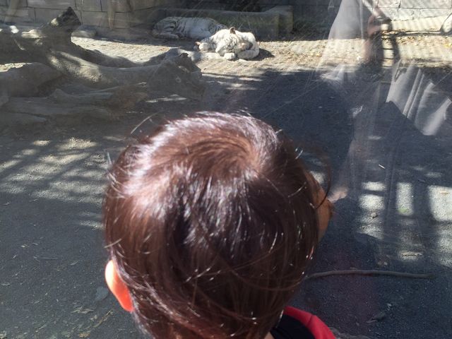 ホワイトタイガー_東武動物公園