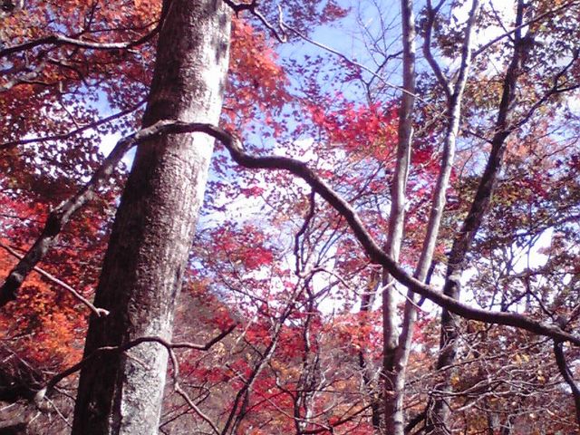 おーいみきちゃんさんの川根本町の紅葉(静岡県)の投稿写真1