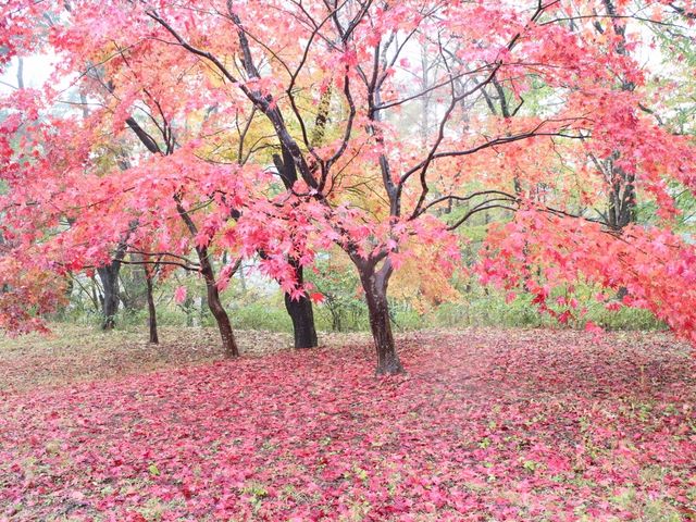 駐車場脇の庭園。見逃しがちな場所に見応えあります。_高遠城址公園
