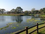 しんちゃんさんの江津湖の投稿写真1