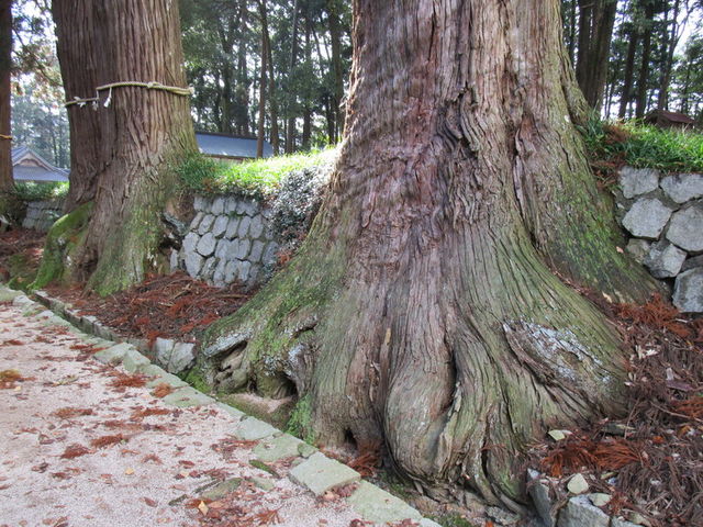 力を感じる根元_諏訪神社