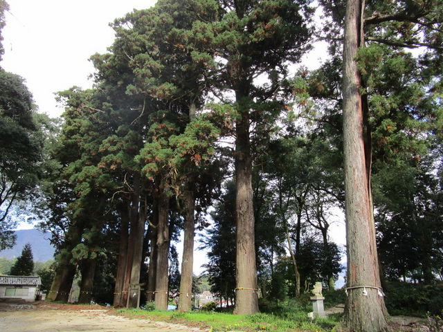 杉並木_諏訪神社