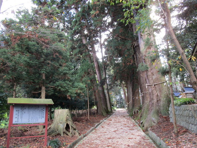 いわぴいさんの諏訪神社参道杉並木の投稿写真4