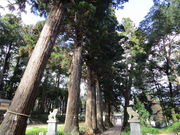 いわぴいさんの諏訪神社参道杉並木の投稿写真2