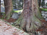 いわぴいさんの諏訪神社参道杉並木の投稿写真3