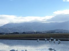 みんみんさんの瓢湖水きん公園への投稿写真1