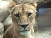 ミミさんの静岡市立日本平動物園の投稿写真1