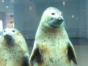 ミミさんの静岡市立日本平動物園の投稿写真2