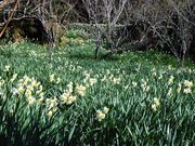 プーさんさんの日本水仙の投稿写真4