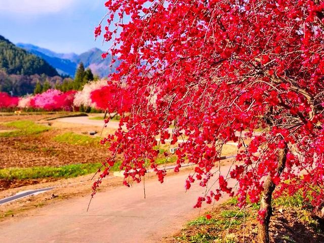 きのこさんの余里(より)の一里花桃の投稿写真1