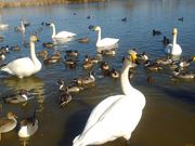 まりるさんの伊豆沼の投稿写真4