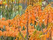 せいさんの道の駅 おおつの里花倶楽部の投稿写真2