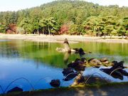 かるさんの毛越寺浄土庭園の投稿写真1