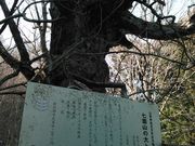 よーさんの七面山の大トチノキの投稿写真1