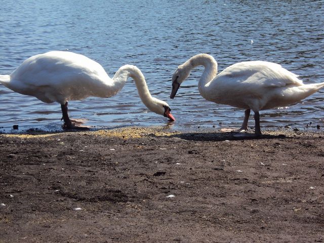 白鳥も餌には積極的_志高湖