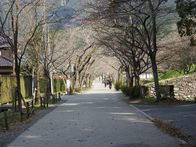 杉の馬場通り