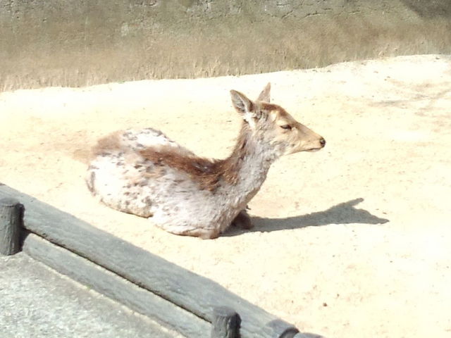 シカ_和歌山城公園動物園