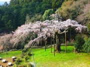 ニコちゃんさんの長興山のしだれ桜の投稿写真1