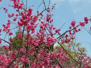 bossさんの岡本梅林公園の投稿写真1