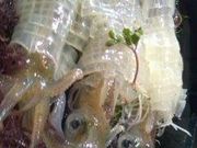 じゅんこさんの呼子朝市の投稿写真1