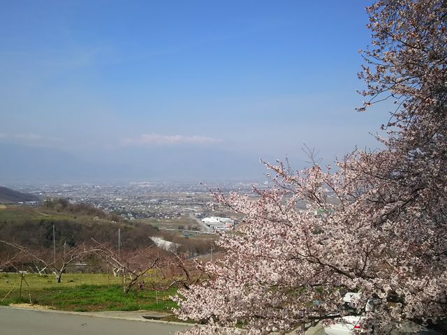 桜、市街地、山並みの眺めが素晴らしいです。_八代ふるさと公園