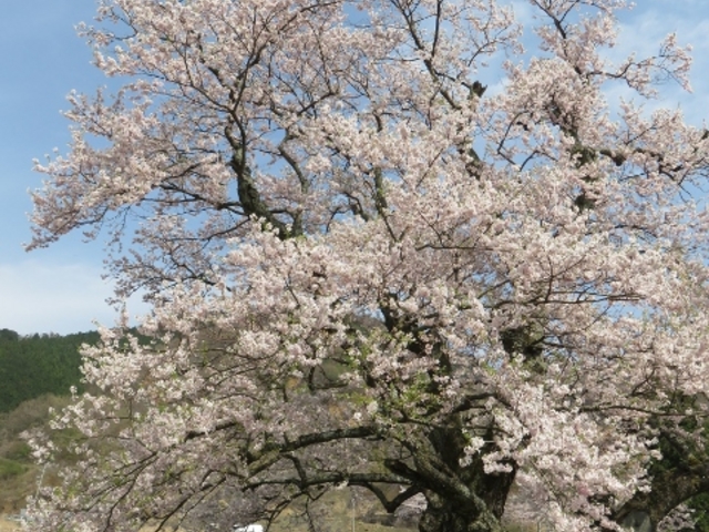 景色_清水の桜