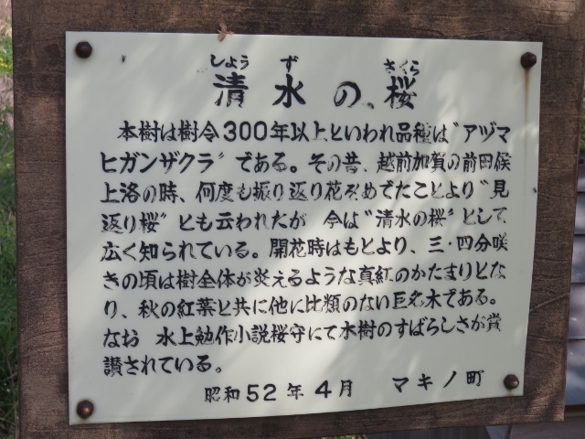 展示物_清水の桜