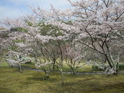 いわぴいさんの鏡山公園の投稿写真3