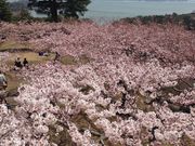 マーミーさんの西行戻しの松公園の投稿写真1